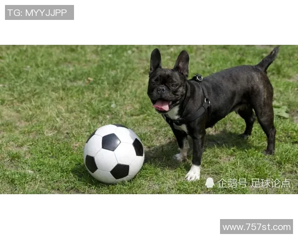 韩国狗狗足球明星的名字与他们的精彩故事分享 韩国狗狗足球明星的名字与他们的精彩故事分享